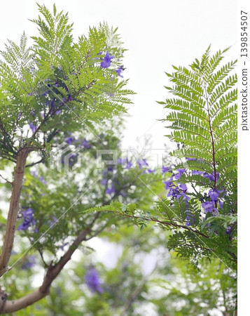 翠綠叢中的藍花楹樹 翠綠叢中的藍花楹樹 139854507