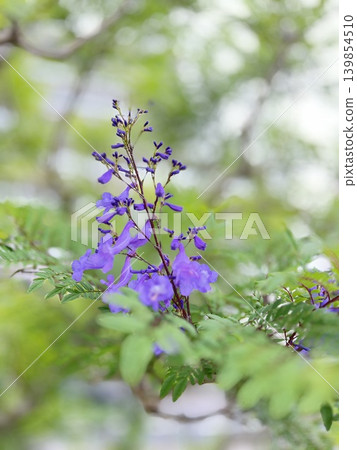 翠綠叢中的藍花楹樹 翠綠叢中的藍花楹樹 139854510