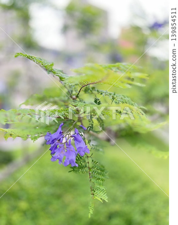Jacaranda trees amidst the fresh greenery Jacaranda trees amidst the fresh greenery 139854511