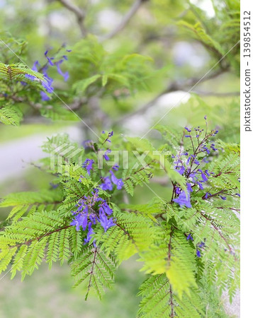 翠綠叢中的藍花楹樹 翠綠叢中的藍花楹樹 139854512