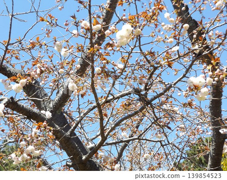 Yaezakura in Kita Takahama Park, which blooms later than other cherry blossoms Yaezakura in Kita Takahama Park, which blooms later than other cherry blossoms 139854523