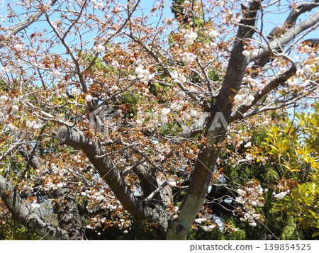 比其他櫻花晚開的北高濱公園的八重櫻 比其他櫻花晚開的北高濱公園的八重櫻 139854525