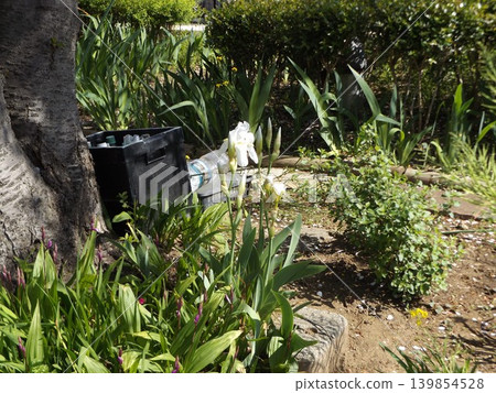 Ichihatsu, a white flower of the iris family 139854528