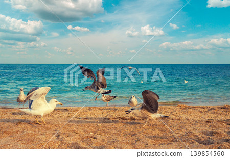 Marine landscape, desert beach with calm sea and blue sky. Seagulls on the sea shore Marine landscape, desert beach with calm sea and blue sky. Seagulls on the sea shore 139854560