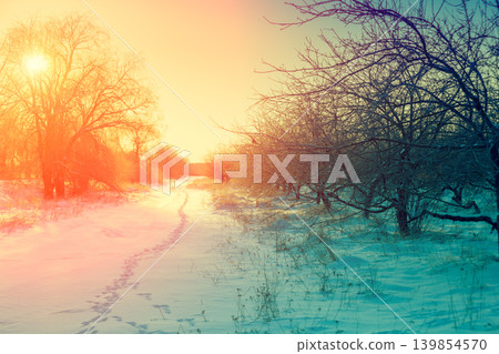 Winter morning in a countryside. Sunrise over apple orchard covered with snow Winter morning in a countryside. Sunrise over apple orchard covered with snow 139854570