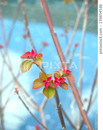 Young leaves of the Japanese red maple tree against a backdrop of cherry blossom petals floating on the river surface. Young leaves of the Japanese red maple tree against a backdrop of cherry blossom petals floating on the river surface. 139854586