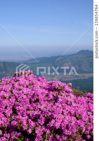Rhododendron kiusianum as seen from Eboshidake Mountain Rhododendron kiusianum as seen from Eboshidake Mountain 139854764