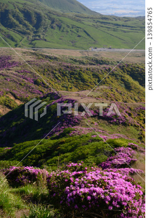 從惠伯岳所看到的杜鵑花(Rhododendron kiusianum) 從惠伯岳所看到的杜鵑花(Rhododendron kiusianum) 139854765