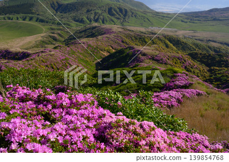 從惠伯岳所看到的杜鵑花(Rhododendron kiusianum) 從惠伯岳所看到的杜鵑花(Rhododendron kiusianum) 139854768