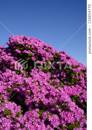 從惠伯岳所看到的杜鵑花(Rhododendron kiusianum) 從惠伯岳所看到的杜鵑花(Rhododendron kiusianum) 139854770