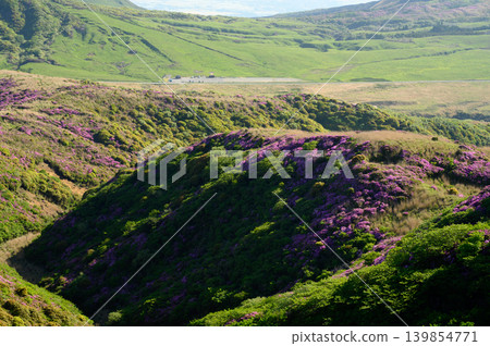 Rhododendron kiusianum as seen from Eboshidake Mountain 139854771