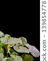 Syngonium houseplant against a black background 139854778