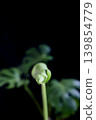 Monstera plant against a black background 139854779