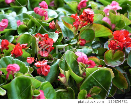 秋海棠紅花 秋海棠紅花 139854781
