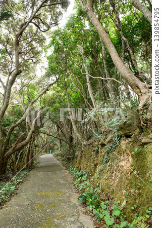 江崎島，溫暖氣候植物群落，步行道，和歌山縣 139854795