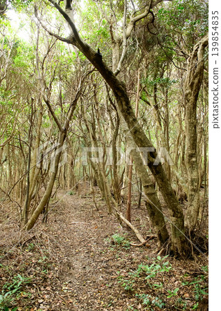 Esusaki Island, a warm-climate plant community, along the walking trail leading to Esusaki Lighthouse, Wakayama Prefecture. Esusaki Island, a warm-climate plant community, along the walking trail leading to Esusaki Lighthouse, Wakayama Prefecture. 139854835