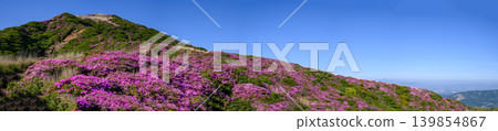 Panorama of the Rhododendron kiusianum on Mount Eboshi Panorama of the Rhododendron kiusianum on Mount Eboshi 139854867