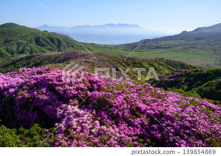 從惠伯岳所看到的杜鵑花(Rhododendron kiusianum) 從惠伯岳所看到的杜鵑花(Rhododendron kiusianum) 139854869