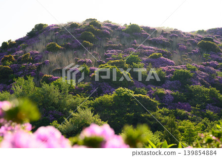 山坡上開滿了杜鵑花 山坡上開滿了杜鵑花 139854884