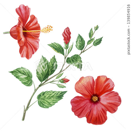 Red hibiscus with branches and buds. Watercolor isolated set. Hand-drawn tropical botanical clip art. Summer floral design, realistic detailed illustration. Red hibiscus with branches and buds. Watercolor isolated set. Hand-drawn tropical botanical clip art. Summer floral design, realistic detailed illustration. 139854916
