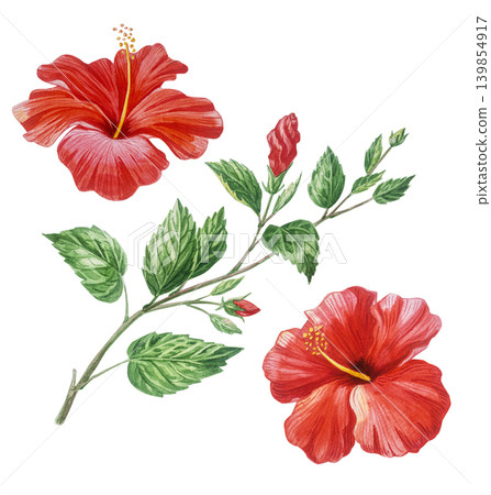 Red hibiscus flowers, branches and buds watercolor isolated illustration set. Hand drawn tropical blooming plant clip art for summer botanical designs. Realistic detailed drawing. Red hibiscus flowers, branches and buds watercolor isolated illustration set. Hand drawn tropical blooming plant clip art for summer botanical designs. Realistic detailed drawing. 139854917