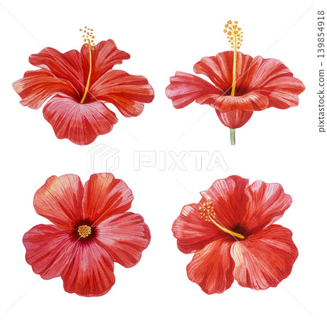 Watercolor hibiscus set. Red tropical flowers and buds isolated on white. Hand painted botanical clipart. For wedding invites, cosmetic packaging, logo design, summer branding. Fine details. Watercolor hibiscus set. Red tropical flowers and buds isolated on white. Hand painted botanical clipart. For wedding invites, cosmetic packaging, logo design, summer branding. Fine details. 139854918