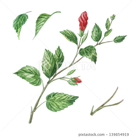 Green hibiscus branches, leaves and red buds watercolor isolated illustration set. Hand drawn tropical blooming plant clip art for summer botanical designs. Realistic detailed drawing. Green hibiscus branches, leaves and red buds watercolor isolated illustration set. Hand drawn tropical blooming plant clip art for summer botanical designs. Realistic detailed drawing. 139854919