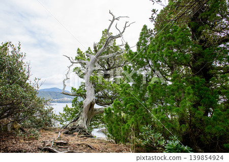 Esusaki Island, Juniper tree below Esusaki Lighthouse, Wakayama Prefecture Esusaki Island, Juniper tree below Esusaki Lighthouse, Wakayama Prefecture 139854924
