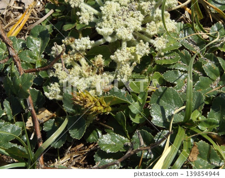 凱米加瓦濱的海甘藍花正值盛開。 凱米加瓦濱的海甘藍花正值盛開。 139854944