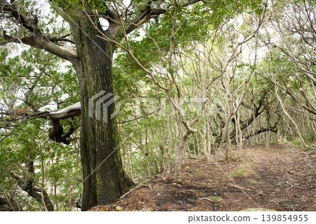 Esusaki Island, warm-climate plant community, juniper trees along the ridge path leading to Esusaki Lighthouse, Wakayama Prefecture Esusaki Island, warm-climate plant community, juniper trees along the ridge path leading to Esusaki Lighthouse, Wakayama Prefecture 139854955