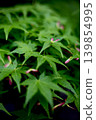 Maple leaves on a black background 139854995