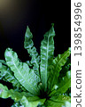 Houseplant fern against a black background 139854996
