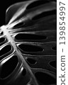Monstera plant against a black background 139854997