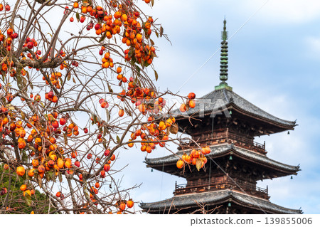 備中國分寺的深秋:柿子與五重塔(第一部),岡山縣總社市 備中國分寺的深秋:柿子與五重塔(第一部),岡山縣總社市 139855006