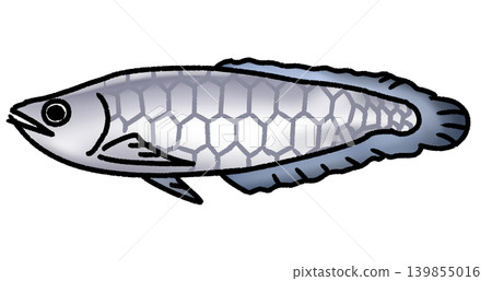 白金黑龍魚 白金黑龍魚 139855016