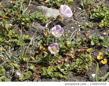 Beach morning glories are in full bloom at Kemigawahama. Beach morning glories are in full bloom at Kemigawahama. 139855059