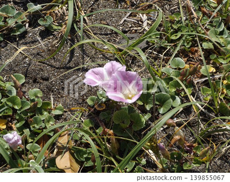 凱米加瓦濱的牽牛花正值盛開。 139855067