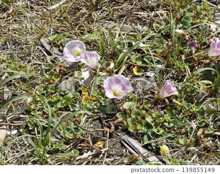 凱米加瓦濱的牽牛花正值盛開。 139855149