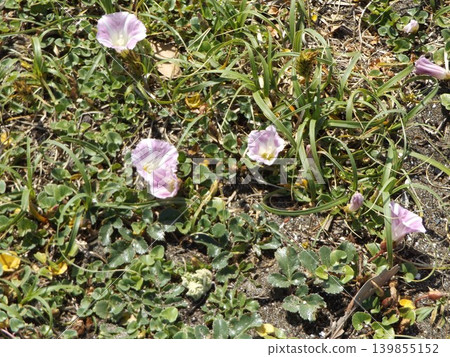 Beach morning glories are in full bloom at Kemigawahama. Beach morning glories are in full bloom at Kemigawahama. 139855152