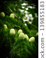 New green pine cones 139855183
