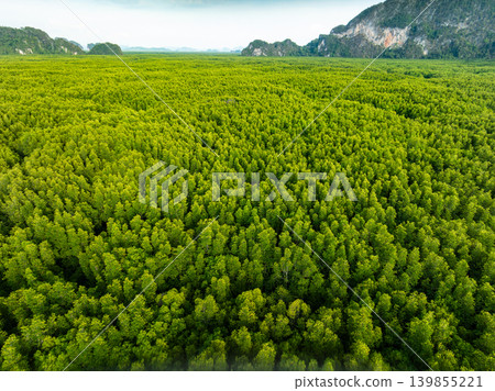 Top view mangrove forest trees,Amazing green nature forest background Top view mangrove forest trees,Amazing green nature forest background 139855221