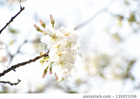 white cherry blossoms white cherry blossoms 139855296