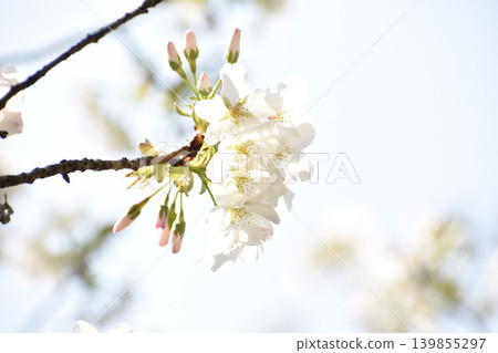 white cherry blossoms white cherry blossoms 139855297