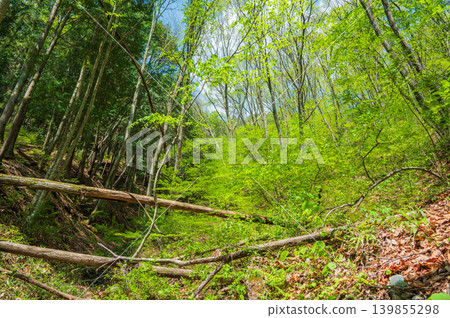 [Nakabusa Valley] Snowmelt stream in the fresh greenery [Hotaka, Azumino City] 139855298