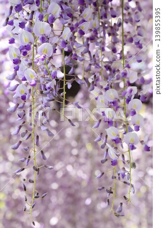 Wisteria flowers blooming in the spring sunshine Wisteria flowers blooming in the spring sunshine 139855395