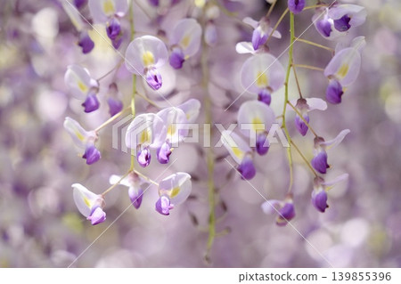Wisteria flowers blooming in the spring sunshine Wisteria flowers blooming in the spring sunshine 139855396