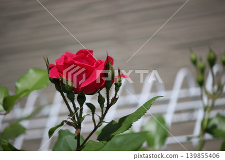 Moist red rose Red rose Moist red rose Red rose 139855406