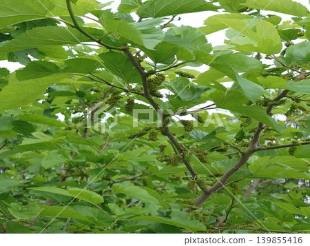 Mulberry tree bearing small fruits Mulberry tree bearing small fruits 139855416