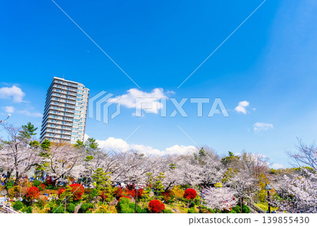 東京飛鳥山公園的櫻花 東京飛鳥山公園的櫻花 139855430