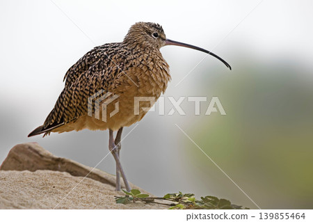 Long-billed Curlew, Numenius americanus, close up Long-billed Curlew, Numenius americanus, close up 139855464